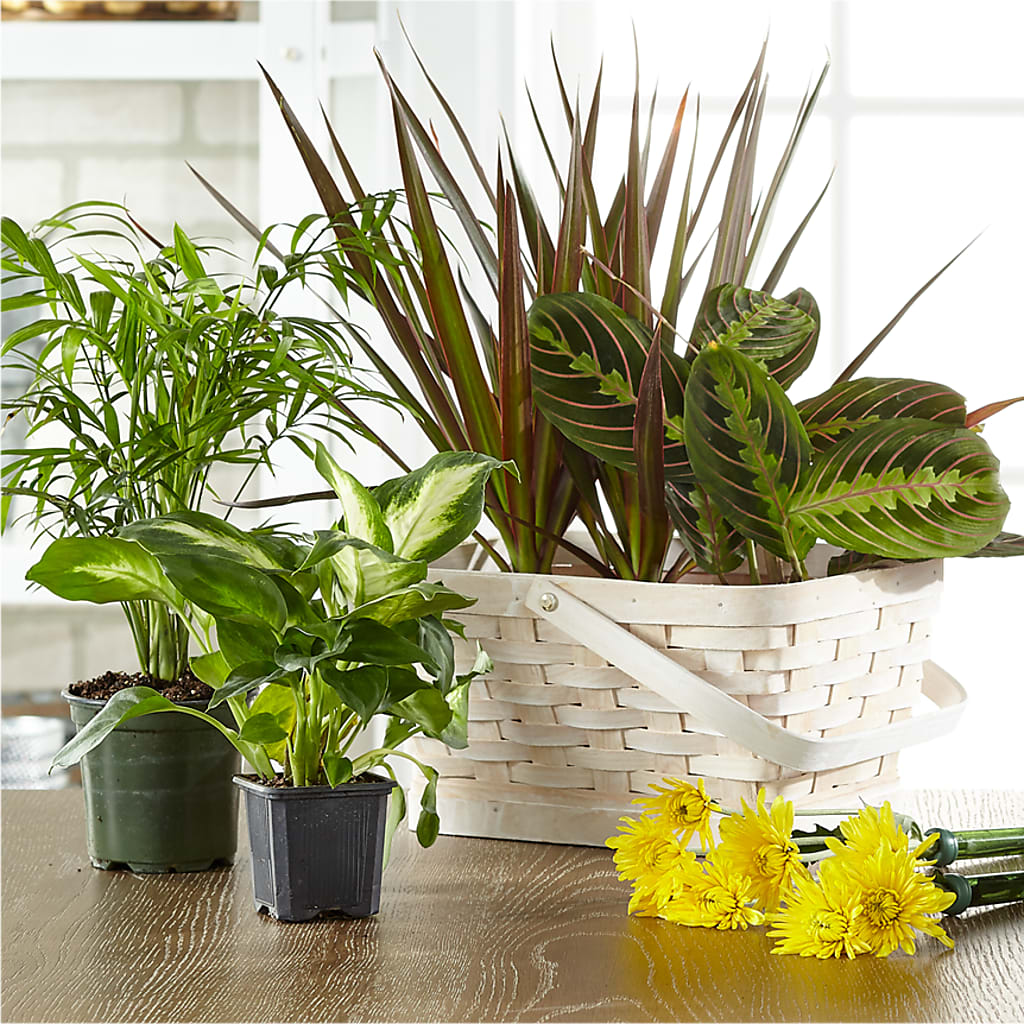 Florist Designed Blooming and Green Plants in a Basket – Flowers Atlanta, Atlanta GA