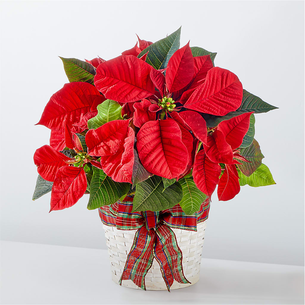 Happiest Holidays Poinsettia – Flowers Atlanta, Atlanta GA