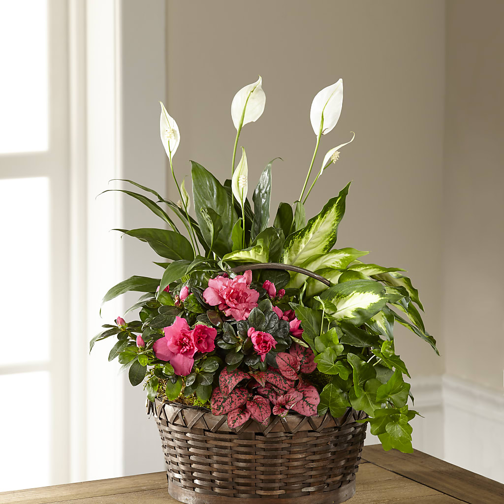 Dream in Pink Dishgarden – Flowers Atlanta, Atlanta GA