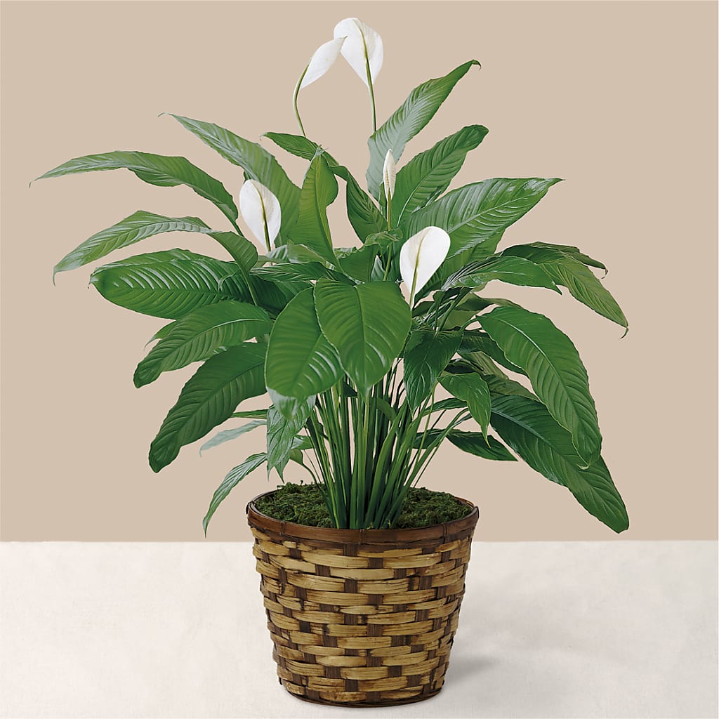 Tranquil Moments Peace Lily Plant – Flowers Atlanta, Atlanta GA