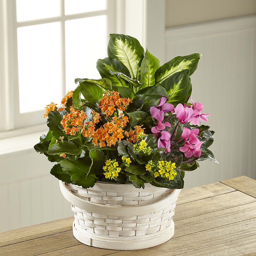 Color Crush Dishgarden – Flowers Atlanta, Atlanta GA