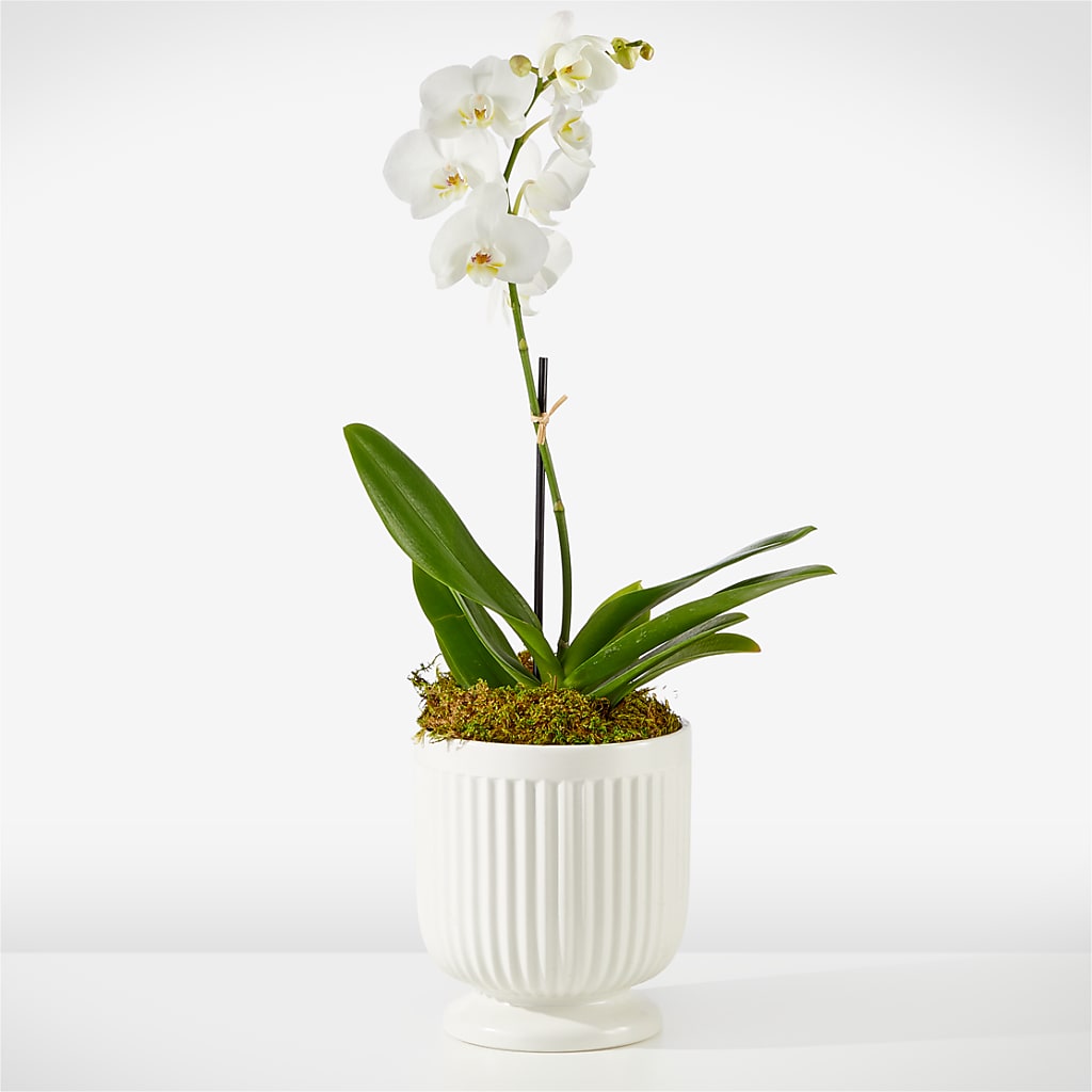 Whispering White Orchid – Flowers Atlanta, Atlanta GA