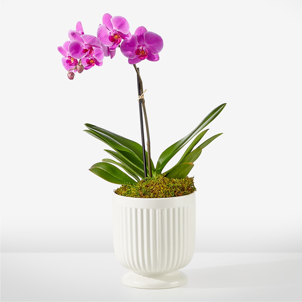 Friendly Fuchsia Orchid – Flowers Atlanta, Atlanta GA