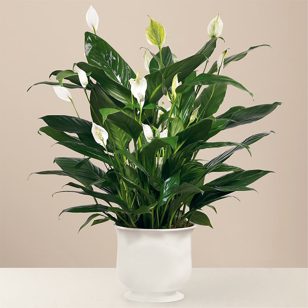 Comfort Planter – Flowers Atlanta, Atlanta GA
