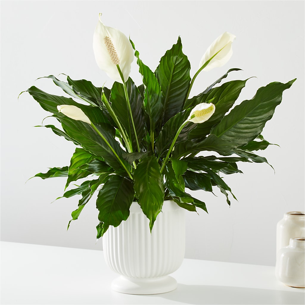 Comfort Planter – Flowers Atlanta, Atlanta GA