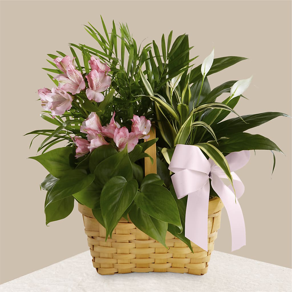 Living Spirit Dishgarden – Flowers Atlanta, Atlanta GA