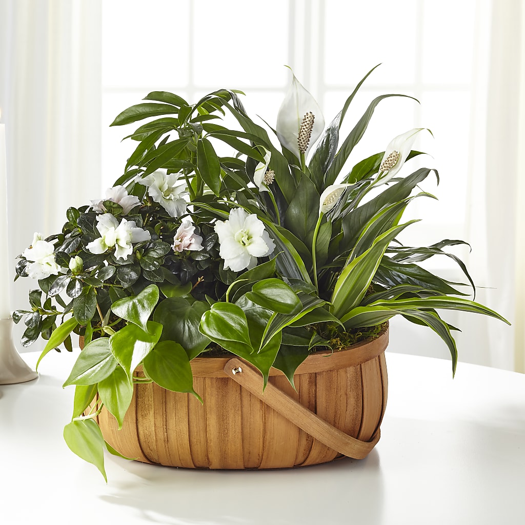 Serene Dishgarden – Flowers Atlanta, Atlanta GA