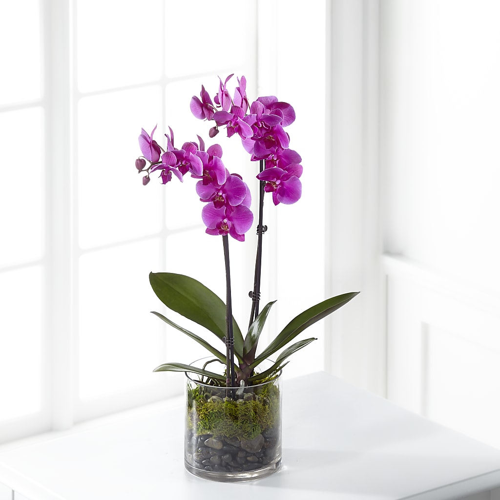 Pink Orchid Plant – Flowers Atlanta, Atlanta GA