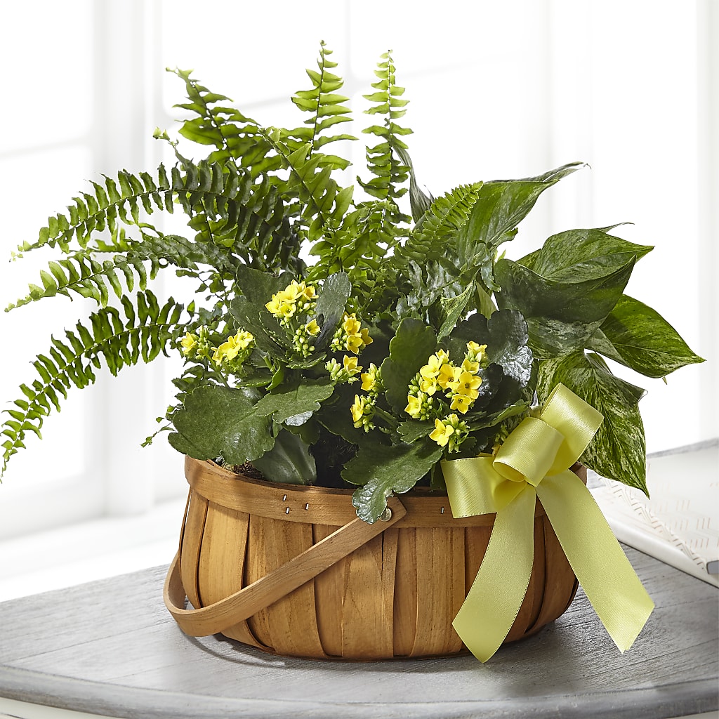 Always Dear Dishgarden – Flowers Atlanta, Atlanta GA