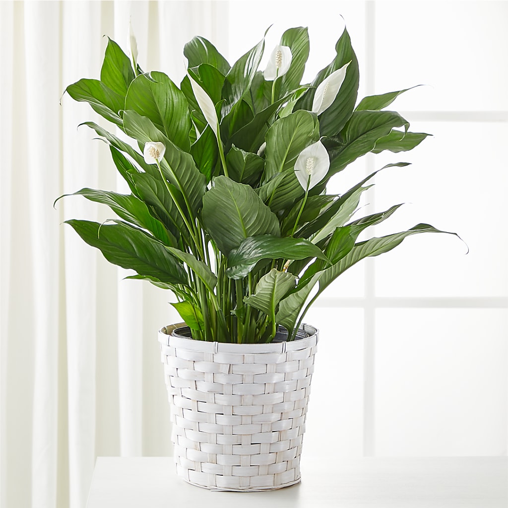 A New Leaf Peace Lily – Flowers Atlanta, Atlanta GA