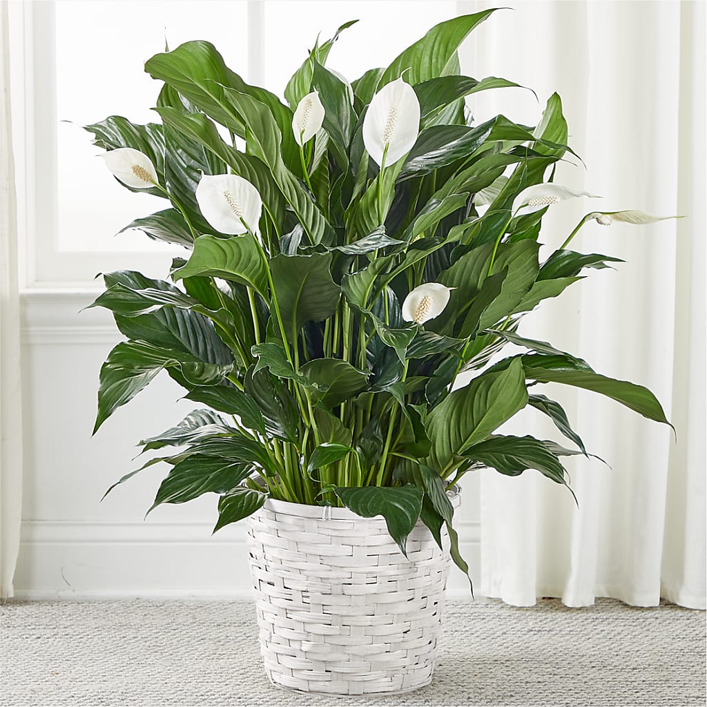 A New Leaf Peace Lily – Flowers Atlanta, Atlanta GA