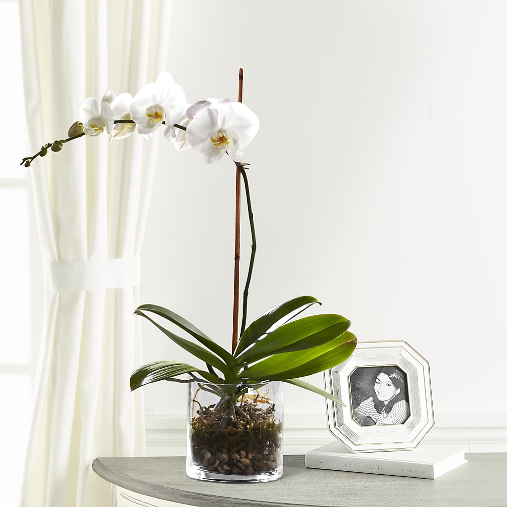 White Orchid Planter – Flowers Atlanta, Atlanta GA