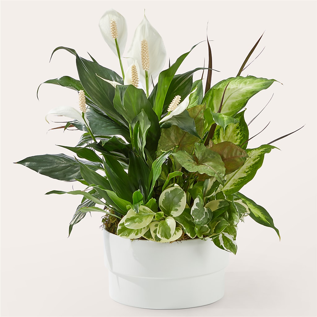 Radiating Positivity Dishgarden – Flowers Atlanta, Atlanta GA