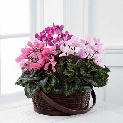 Mixed Cyclamen Planter –  Flowers Atlanta, Atlanta GA