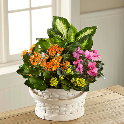 Color Crush Dishgarden –  Flowers Atlanta, Atlanta GA