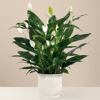Comfort Planter –  Flowers Atlanta, Atlanta GA