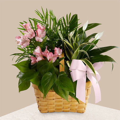 Living Spirit Dishgarden –  Flowers Atlanta, Atlanta GA