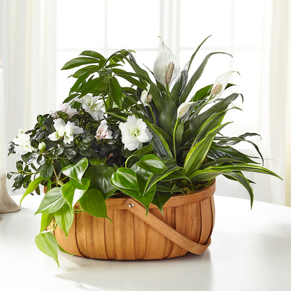 Serene Dishgarden –  Flowers Atlanta, Atlanta GA
