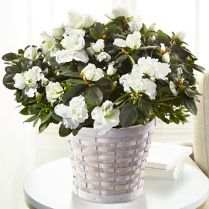White Azalea Plant –  Flowers Atlanta, Atlanta GA