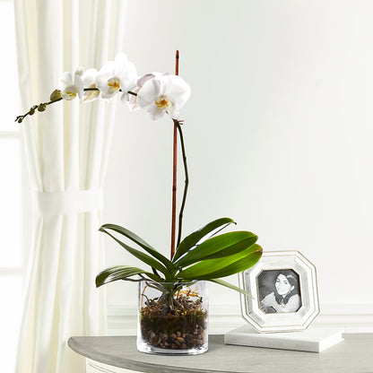 White Orchid Planter –  Flowers Atlanta, Atlanta GA